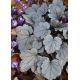 Żurawka 'Silver Gumdrop' - Heuchera Silver Gumdrop